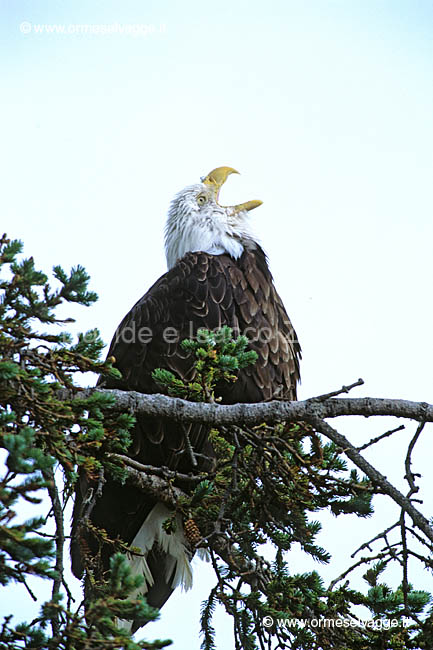 Aquila calva 75-30-07